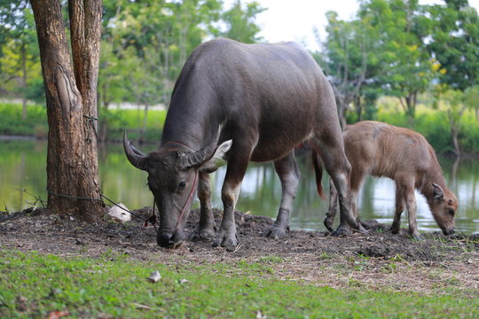 Bufflo at northern of Thailand walking at the field of grass. Buffaloes have been used since centuries by peasants in order to plough their rice fields.
