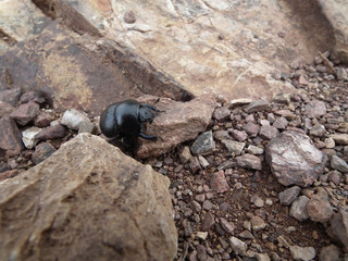 Scarabeo