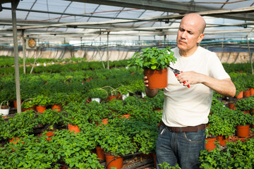 Gardener working with mint plants
