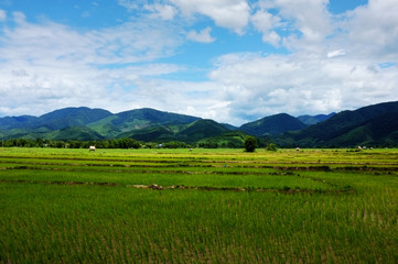Fototapeta na wymiar rice fields with hills and mountains in the background