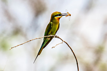 wildlife of bee eater bird
