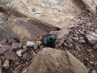 Scarabeo