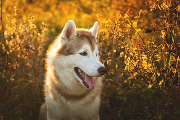 Obraz premium Close-up Portrait of gorgeous Beige and white Siberian Husky dog sitting in the forest at golden sunset in autumn