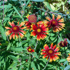 Close-up view of some Coneflowers in a garden.