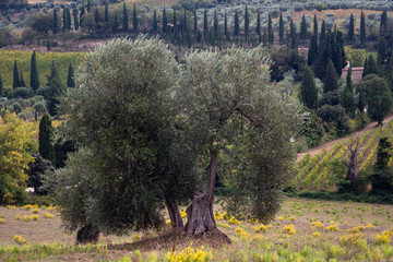 Panorama toscano