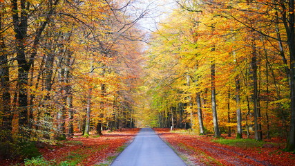 autumn coloring