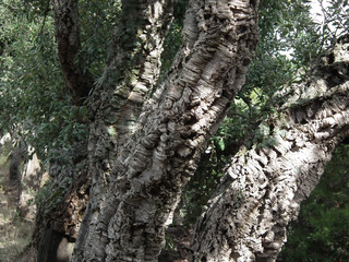 Sughero