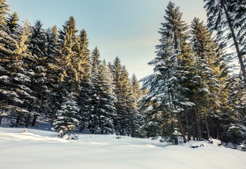 Winter landscape with spruce forest