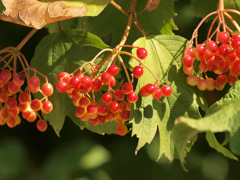 Baies rouges du viorne obier en &eacute;t&eacute; (Viburnum opulus)