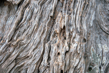 Tronco di ulivo