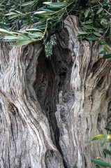 Olivo centenario