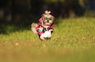 Shih Tzu dog on autumn walk