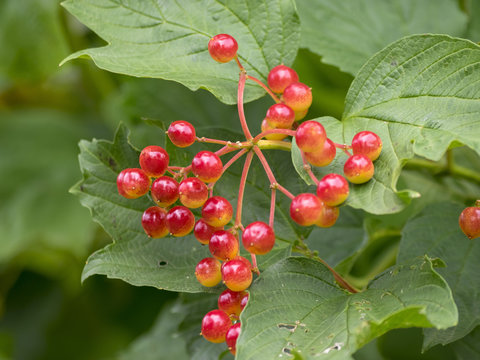 Baies rouges du viorne obier en &eacute;t&eacute; (Viburnum opulus)