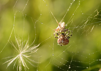 The european garden spider (Araneus diadematus) is devouring a prey. The predator and the caught butterfly are in a web.