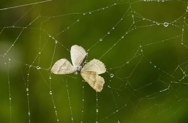 The dead butterfly is in a spider web. The insect is entangled in a network on a blurred green...