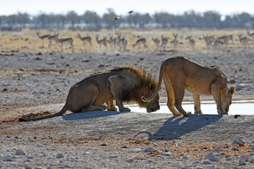 männlicher Löwe trinkt am Wasserloch Gemsbokvlakte im Etosha Nationalpark in Namibia