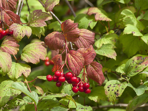 Arbuste viorne obier (Viburnum opulus) avec ses baies rouges