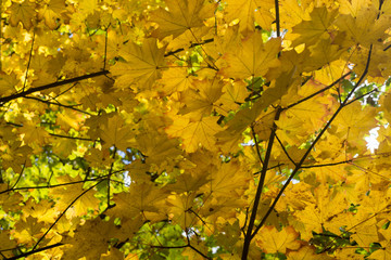 Obraz premium yellow maple leaves on branch