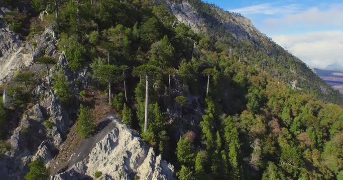 Aerial view of araucarias endemic forest