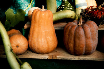 Autumn pumpkins
