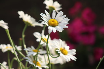 Fototapeta na wymiar Daisy flowers in the garden