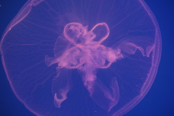 blue jellyfish