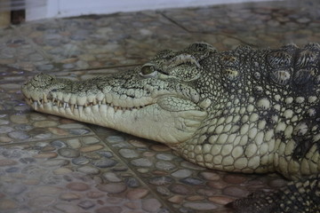 crocodile with mouth wide open