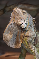 green iguana