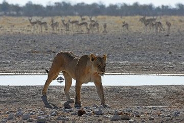Löwenweibchen (panthera leo) am Wasserloch Gemsbokvlakte im Etosha Nationalpark in Namibia