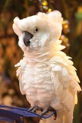 cockatoo in the park