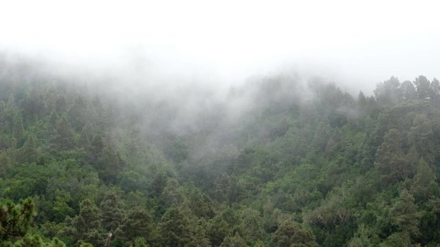 Clouds in forest mountain , conifer trees in mist, foggy weather 