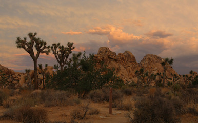 Storm Clouds Moving in, Joshua Tree National Park, California
