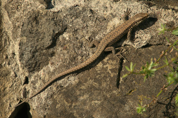 Podarcis muralis; wall lizard sunning by Walensee, Swiss Alps