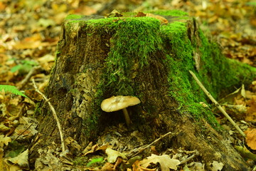 mushroom in forest - 226833261