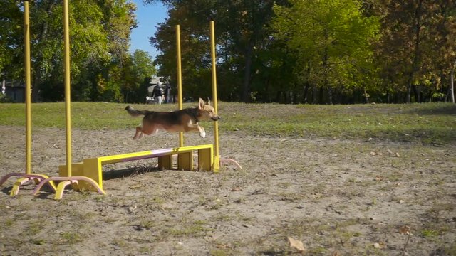 Mongrel dog jumping at obstacle