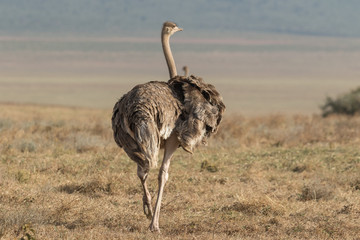 Ostrich in ngorongoro