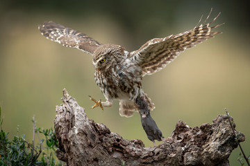 Little Owl with prey