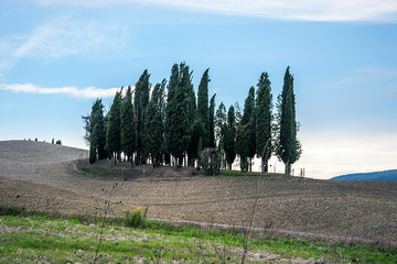 Cipressi