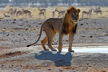 männlicher Löwe trinkt am Wasserloch Gemsbokvlakte im Etosha Nationalpark in Namibia