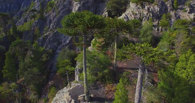 Aerial view of araucarias endemic forest