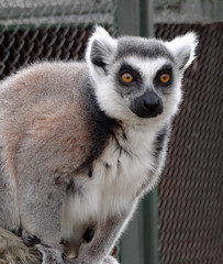 Ring-tailed lemur in zoo. Close up view