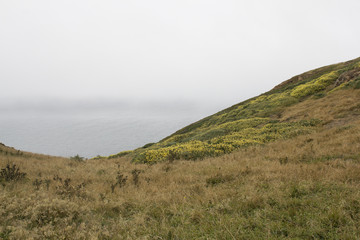 Nature background: Wild flowers, mist, ocean, Point Reyes National Seashore, California.