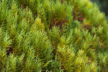 Background of coniferous plant