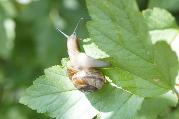 aspiration, shell, overcoming obstacles