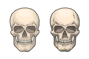 Realistic human skull in the style of vintage engraving. Color retro hand-drawn vector illustration.