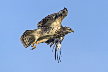 Flying  Common buzzard (Buteo buteo)
