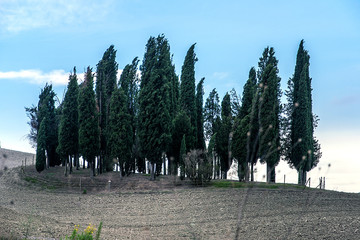 Cipressi