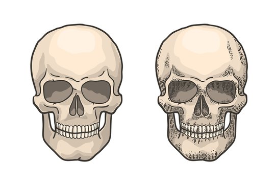 Realistic human skull in the style of vintage engraving. Color retro hand-drawn vector illustration.