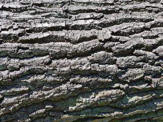 Baum