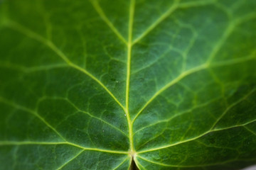 Fototapeta premium Ivy macro photo